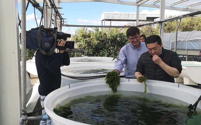 Ogawa prueba las algas cultivadas en el BEA (Foto TA)
